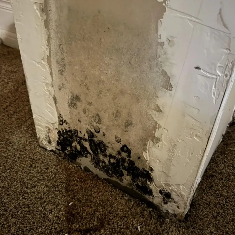 Professional Mold Removal in Carlsbad, NM